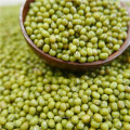 3.6-3.8mm bem Green mung bean para brotar